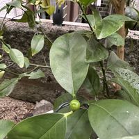 金柑,大阪,植物大好き,お花大好き,生き物大好きの画像