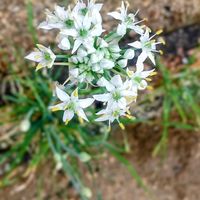 ニラ,ニラ,マツヨイグサ,ニラの花,黄色い花の画像