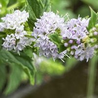 スペアミント,スペアミント,実家周辺,暑さに負けず,花に癒されての画像
