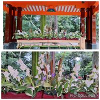 ガマ,グラジオラス,サニープリンセス,いつもありがとう♡,神社の画像