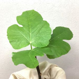 イチジク,いちじく,挿し木,室内栽培,鉢栽培の画像