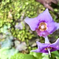 イワタバコ,山野草,水澤観音の画像