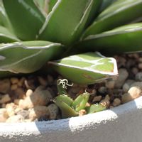 アガベ　笹の雪,多肉植物,庭の画像