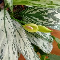 アグラオネマ,花のある暮らし,大事に育てたい,キュンキュン乙女倶楽部,うどん県人会の画像