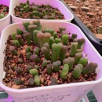 オフタルモ,多肉植物,ぷりぷり多肉,ネコと植物,メセン類の画像
