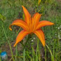 ヘメロカリス,ヘメロカリス  デイリリー,花のある暮らし,園芸男子,ハマカンゾウの画像
