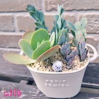 デザートローズ,胡蝶の舞,唐印,蒼い真珠,寄せ植えの画像