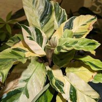 カラテア,カラテア　タイビューティー,観葉植物,熱帯植物,植物のある暮らしの画像