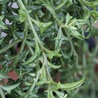 ドルフィンネックレス,多肉植物,セネシオ属,ネックレス系の画像