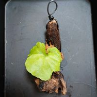 Platycerium Mt.Kitshakood ,Platycerium Mt.Kitshakood ,流木,板付け,植物のある暮らしの画像