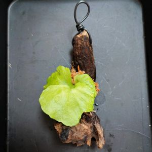 Platycerium Mt.Kitshakood ,Platycerium Mt.Kitshakood ,流木,板付け,植物のある暮らしの画像