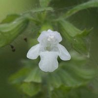 レモンバーム,山野草の画像