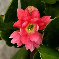 カランコエの画像
