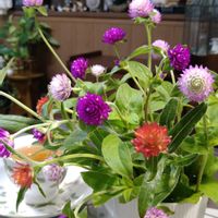 カシワバアジサイ,千日紅,千日紅,宿根草,かすみ草の画像