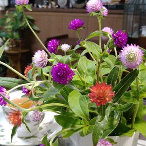 カシワバアジサイ,千日紅,千日紅,宿根草,かすみ草の画像