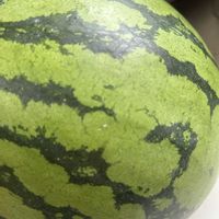 スイカ,ローゼル,朝顔,バタフライピー,風船カズラの画像