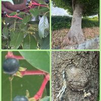 クスノキ,タブノキ,タブノキ,サンゴジユ,タブノキの実の画像