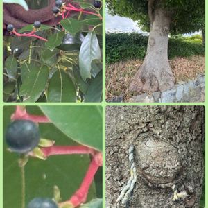 クスノキ,タブノキ,タブノキ,サンゴジユ,タブノキの実の画像