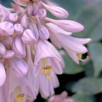 リンドウ 岩手乙女,寄せ植え,開花,ブルー,ガーデン雑貨の画像