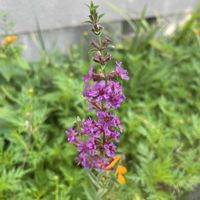 ミソハギ,盆ばな  （ミソハギ）,精霊花 ショウリョウバナ,山野草,放置栽培の画像