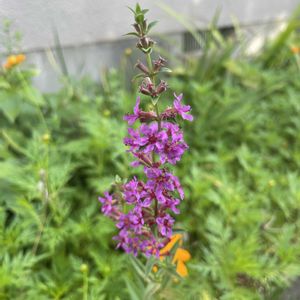 ミソハギ,盆ばな  （ミソハギ）,精霊花 ショウリョウバナ,山野草,放置栽培の画像