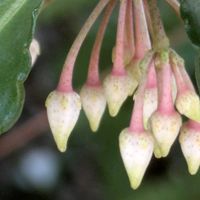 マンリョウ,マンリョウ,花のある暮らし,植物好き,自然の不思議の画像