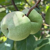 シキミ,ボケ,ブドウ,チャノキ,サネカズラの画像