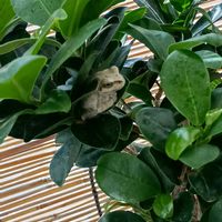 ガジュマル,観葉植物,窓辺の植物たち,カエル,アマガエルの画像