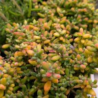 多肉植物,葉挿し,多肉寄せ植え,ドロサンテマム ,実生苗の画像