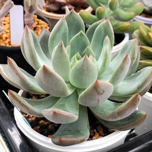 多肉植物,エケベリア属,多肉大好き,多肉中毒,植物のある暮らしの画像