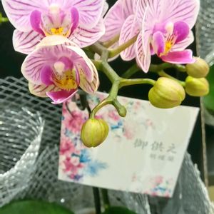 胡蝶蘭の画像