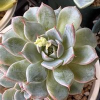 多肉大好き,多肉棚,多肉中毒,多肉植物のある暮らし,多肉の花芽の画像