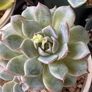 多肉大好き,多肉棚,多肉中毒,多肉植物のある暮らし,多肉の花芽の画像