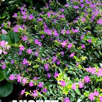クフェア,白い花,紫の花,ピンクの花,やっぱり花が好き♡の画像