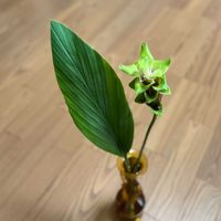 ウコン,クルクマ,一輪挿し,ショウガ科,クルクマ属の画像