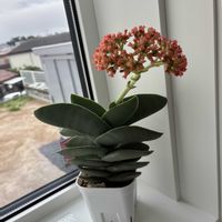 神刀,꒰ღ˘◡˘ற꒱かわゅ~,久しぶり,多肉植物の花目,玄関内側の画像