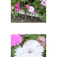 ナデシコ,ナデシコ,撫子,撫子,カワラナデシコの画像