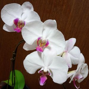 ミニ胡蝶蘭,癒し,ほっこり笑顔に,初めてのミニ胡蝶蘭,能登半島地震に心寄せて…の画像