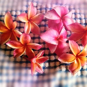 プルメリア,フランジパニ,挿し木,花のある暮らし,育てやすいの画像