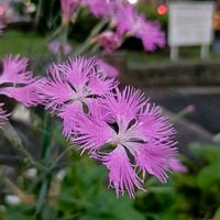 ナデシコ,カワラナデシコ,山野草,ピンクの花,ナデシコ科の画像