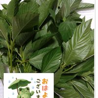 モロヘイヤ,プランター栽培,庭からの恵み,モロヘイヤの栽培,モロヘイヤの収穫の画像