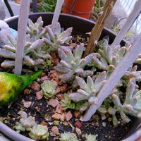 多肉植物,多肉寄せ植え,お庭の植物,葉挿しっ子,毎月13日と14日は葉挿しの日の画像