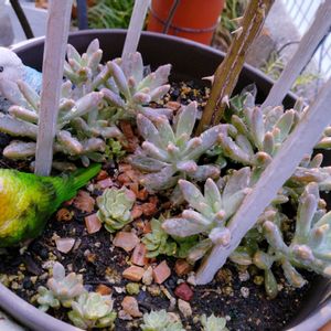 多肉植物,多肉寄せ植え,お庭の植物,葉挿しっ子,毎月13日と14日は葉挿しの日の画像