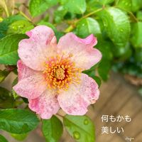 ナニワイバラ,花のある暮らしの画像