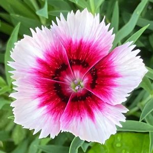 今日のお花,#ガーデニング,エクステリアの画像