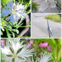 オモダカ,いね,いね,タカサゴユリ,ジュズダマの画像