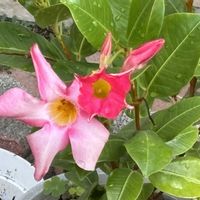マンデビラ,エンゼルストランペットの画像