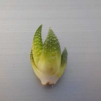 十二の巻,十二の巻,多肉植物,子株,ベランダの画像