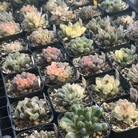 オブツーサ,ハオルチア,ハオルチア,多肉植物,軟葉系ハオルチアの画像