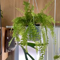 タマシダ,ビカクシダ　ピューチャン,ネフロレピス  ツデー,観葉植物,ランナーで増えるの画像
